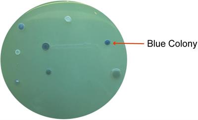 Plant Growth and Drought Tolerance-Promoting Bacterium for Bioremediation of Paraquat Pesticide Residues in Agriculture Soils